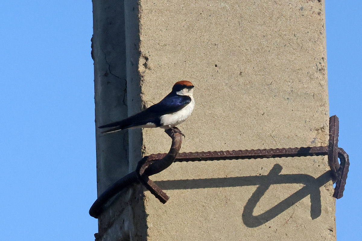 Wire-tailed Swaloowe